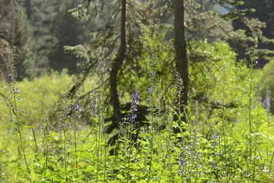 DSC_3528 (Large).JPG